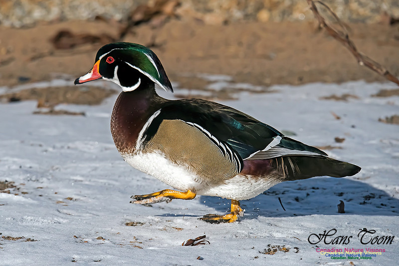 Wood Duck