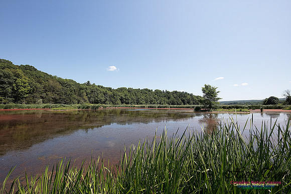 Miner's Marsh 52