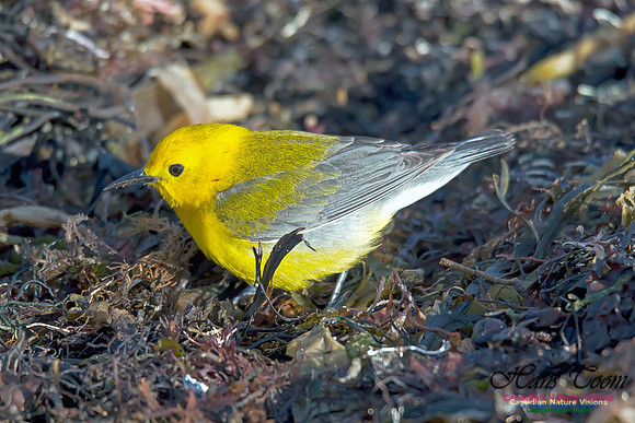 Prothonotary Warbler 3
