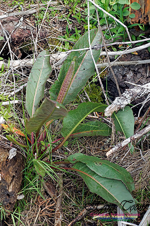 Longleaf Dock