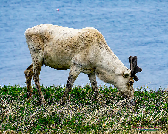 Caribou 104