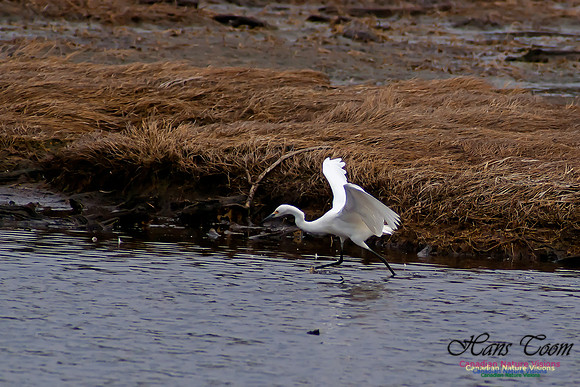 Snowy Egret