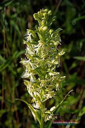 Ragged Fringed Orchid