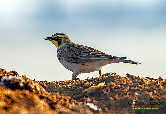 Horned Lark Z copy
