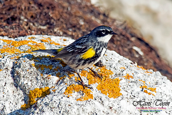 Yellow-rumped Warbler