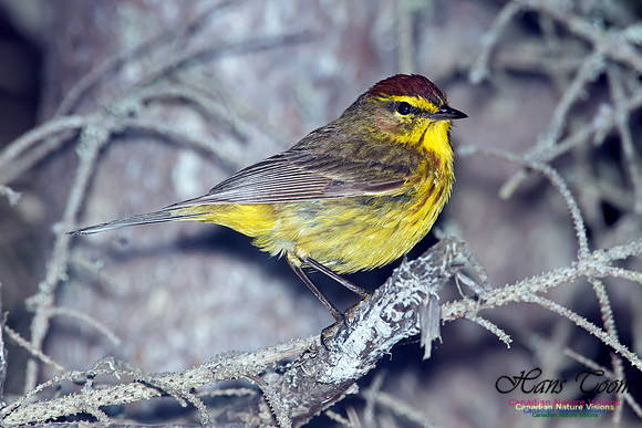 Palm Warbler