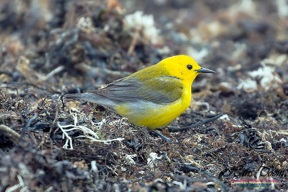 Prothonotary  Warbler 27