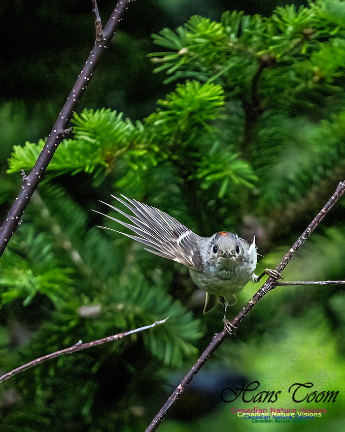 Ruby-crowned Kinglet 108