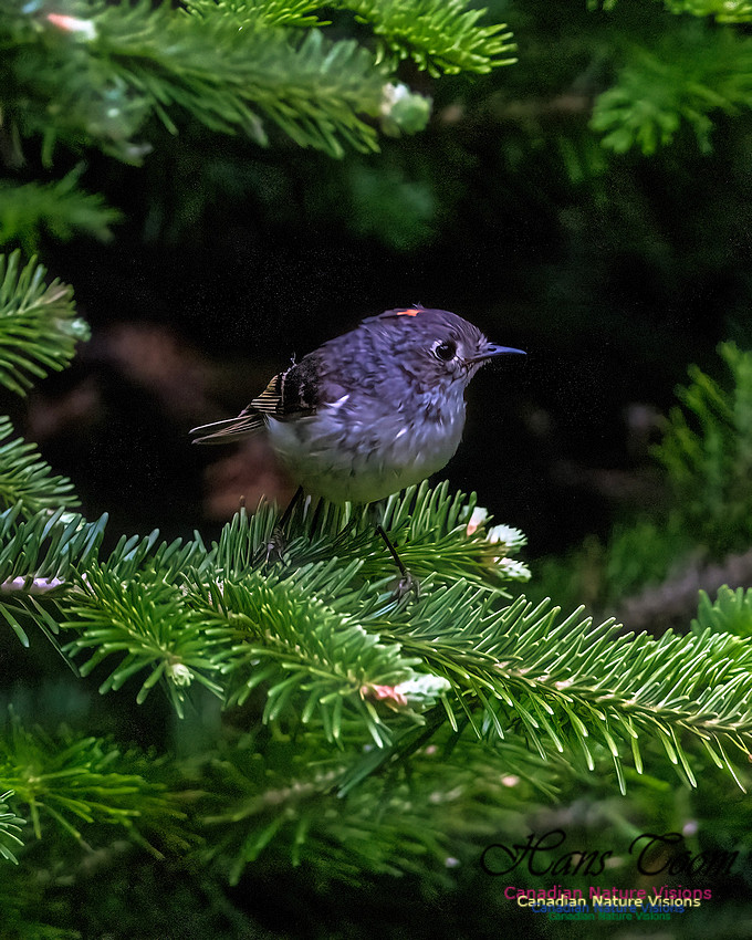 Ruby-crowned Kinglet 106