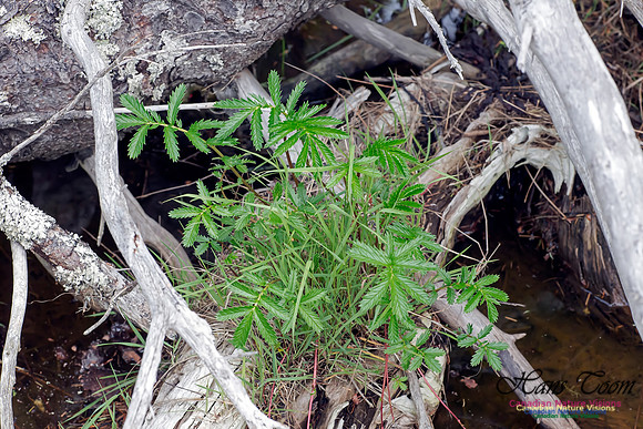 Cinquefoil