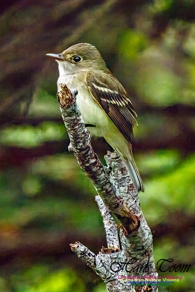 Alder Flycatcher 360