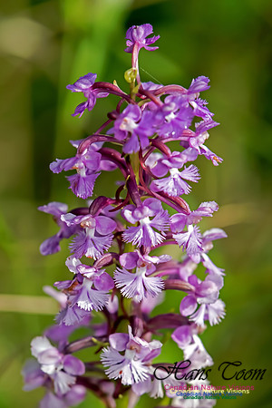 Large Purple Fringed Orchid
