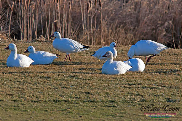 Ross's Goose