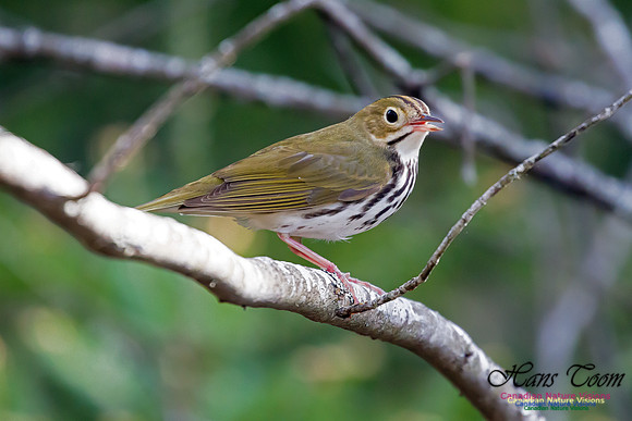 Ovenbird 2