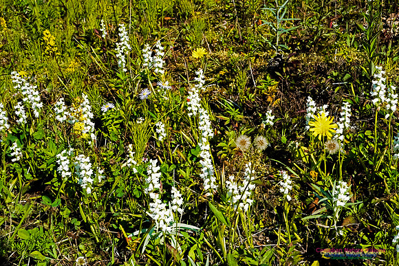 Nodding Ladies Tresses Orchid