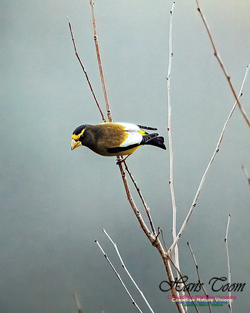 Evening Grosbeak 107