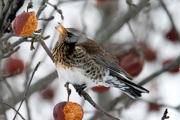 Fieldfare