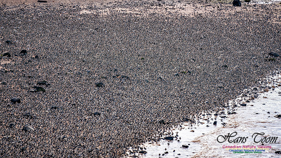 Peeps Evangeline Beach 2024 946