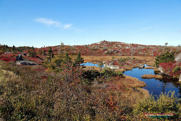 CoastalBarrensFall2016-1017