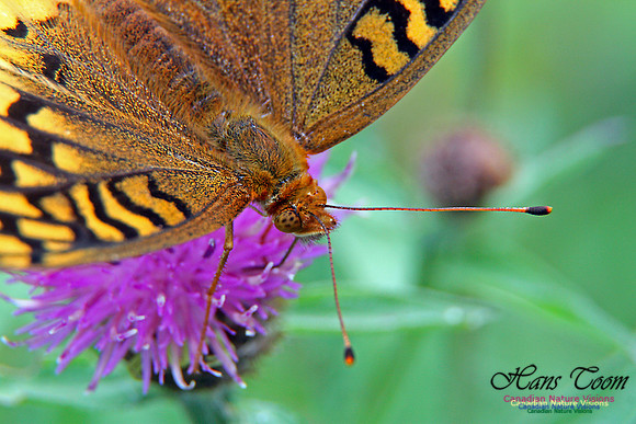 Silver-bordered Fritillary