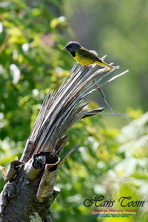 Mourning Warbler