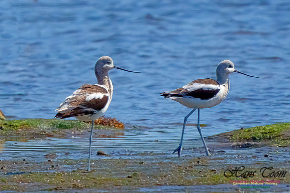 American Avocet 203