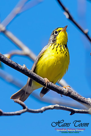 Canada Warbler