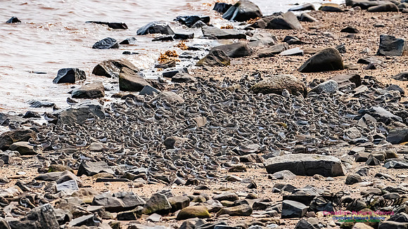 Evangeline Beach Shorebirds 2025 113