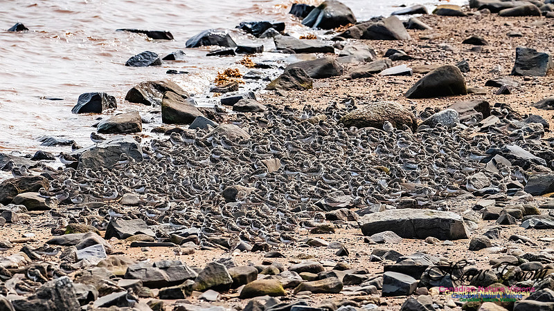Evangeline Beach Shorebirds 2025 113
