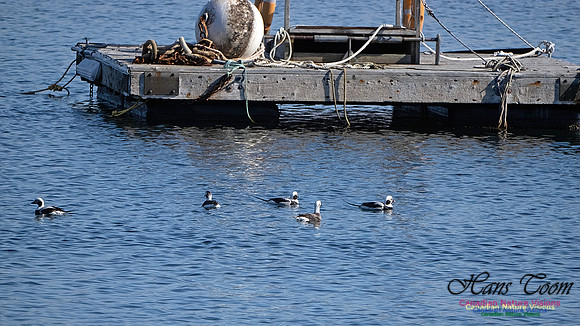 Long-tailed Duck 101