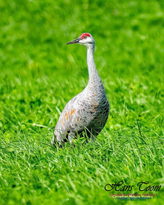 Sandhill Crane 351