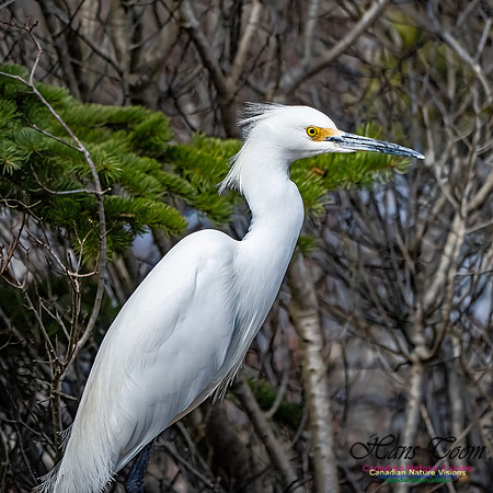 Snowy Egret 109
