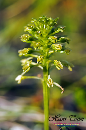 Green Adder's Mouth Orchid