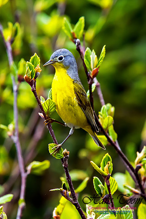 Nashville Warbler