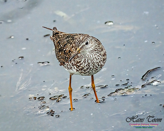 Lesser Yellowlegs 411