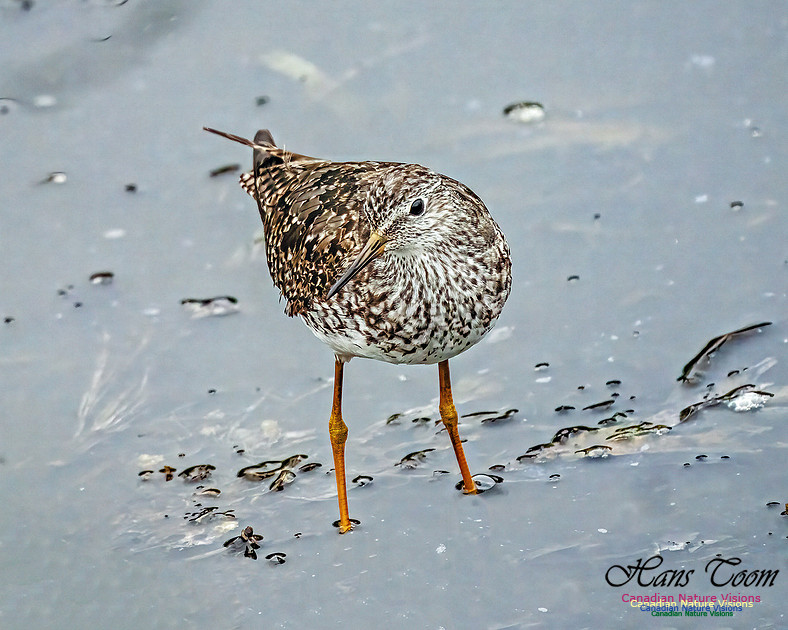 Lesser Yellowlegs 411