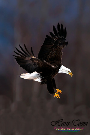 Bald Eagle