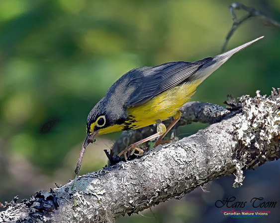 Canada Warbler 5