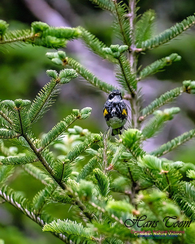 Yellow-rumped Warbler 100