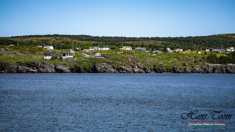 Elliston and Atlantic Puffins 103