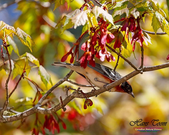 Bay-breasted Warbler 104