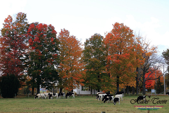 FallColours2016-1015
