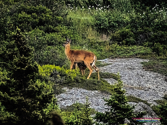 Feeding Time for Fawn 100
