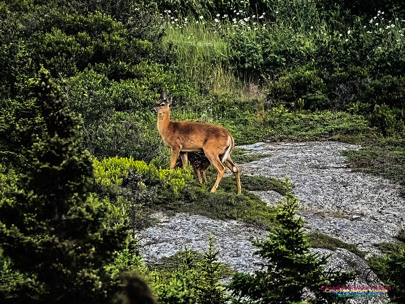 Feeding Time for Fawn 100