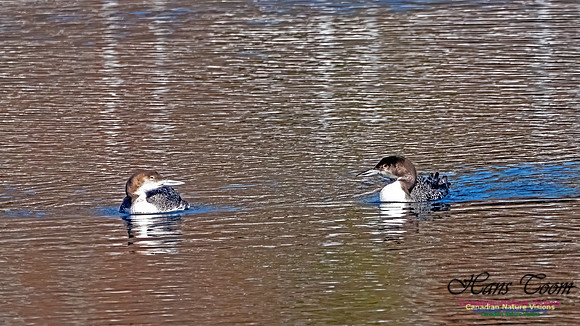 Common Loon 911