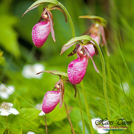 Pink Ladies Slipper Orchid 2