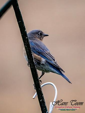 Eastern Bluebird 701
