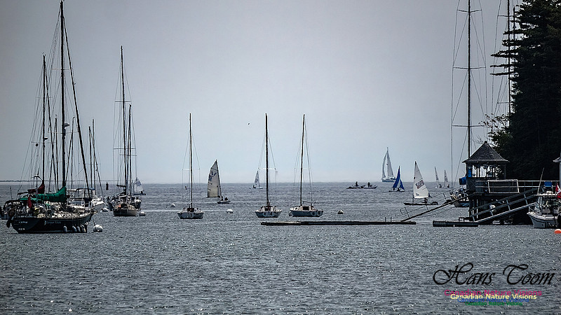 Sailboats at Northwest Arm 102