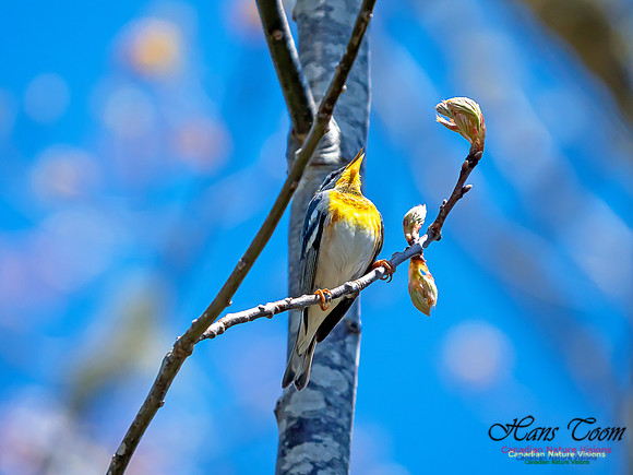 Northern Parula 2
