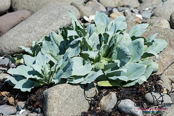 Shoreline Succulent